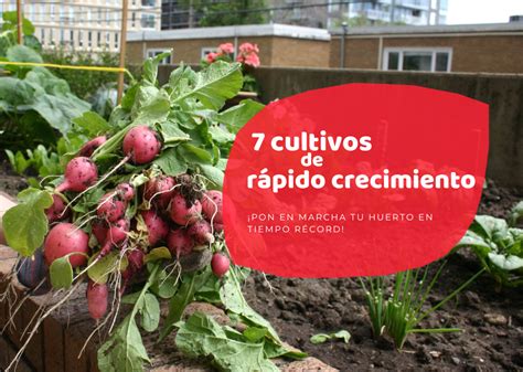 huerto urbano con cultivos en crecimiento