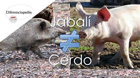 Esquema genético del cruce entre cerdo doméstico y jabalí