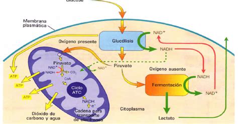 Esquema de la localización de la fermentación en el citosol celular