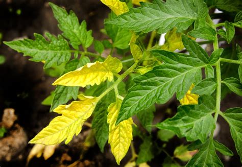 Planta de tomate con hojas amarillas
