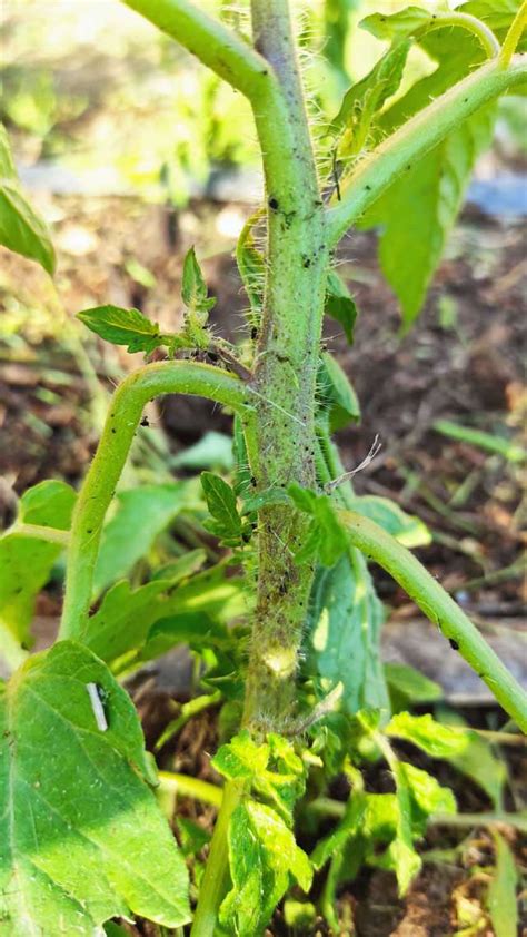 Pulgones en hojas de tomate