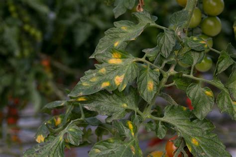 Síntomas del mildiu en hojas de tomate