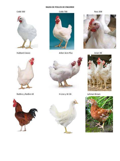 Comparativa de razas de pollos de engorde