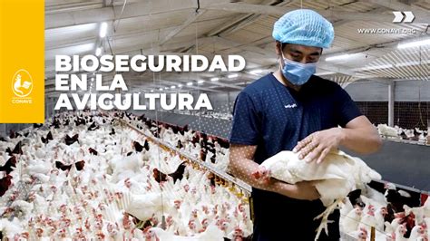 Esquema de un plan de bioseguridad en avicultura