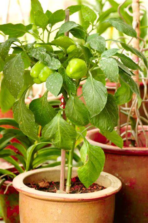 maceta con planta de pimiento en pleno crecimiento