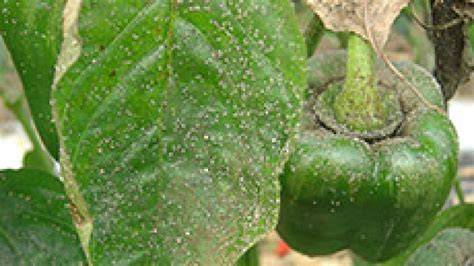 planta de pimiento con pulgones