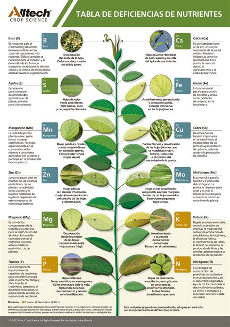 Infografía comparativa de nutrientes entre el tronco, las hojas y las flores del brócoli.