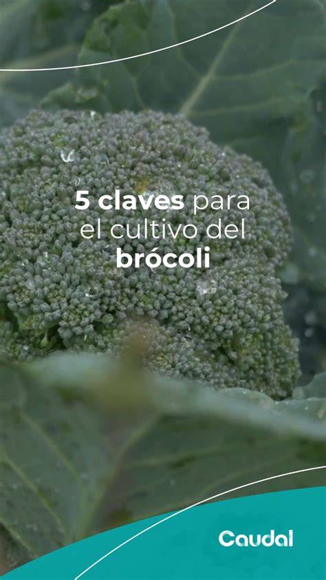 Mapa de temperaturas óptimas para el cultivo de brócoli.