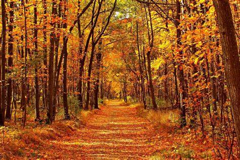 Colores del otoño en un bosque