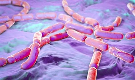 Ilustración de la bacteria Bacillus cereus
