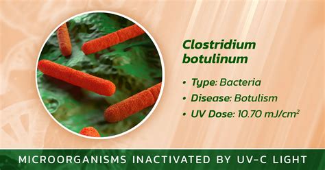 Micrografía electrónica de Clostridium botulinum