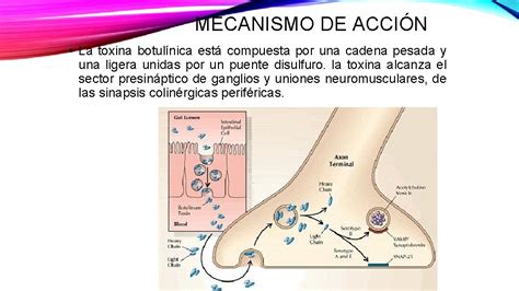 Proceso de acción de la antitoxina botulínica