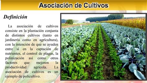 Esquema de asociación de cultivos
