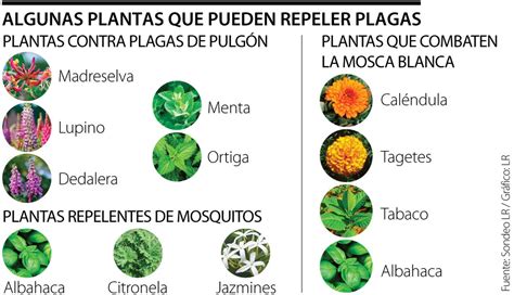 Plantas repelentes de plagas