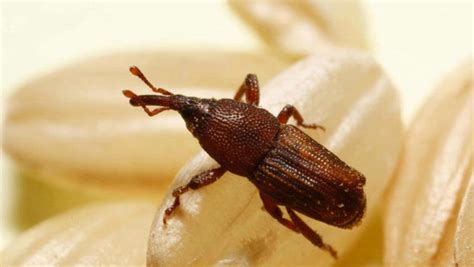 Ilustración de un gorgojo del arroz (Sitophilus oryzae) con sus características distintivas: trompa y manchas rojizas en los élitros.