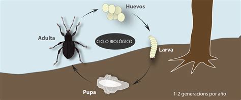 Infografía mostrando el ciclo de vida del gorgojo del arroz y los factores ambientales que favorecen su reproducción (temperatura y humedad).