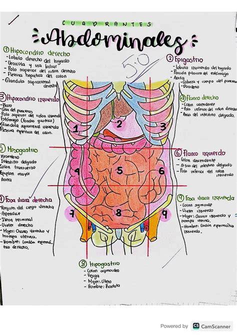 Esquema del abdomen femenino con órganos pélvicos