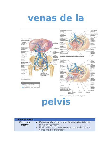 Mapa de las venas pélvicas en mujeres