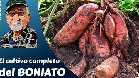 Mapa de las regiones de cultivo de boniato y batata en el mundo