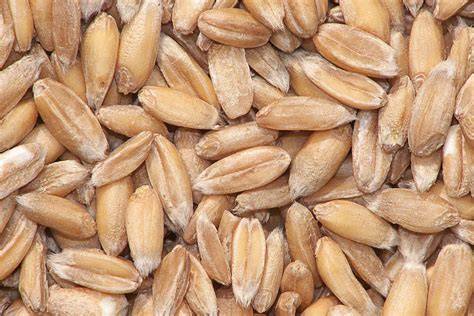 Grano de espelta crudo y cocido