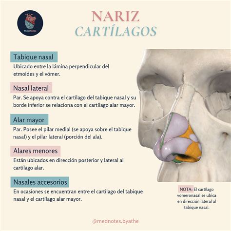 Anatomía de la nariz y ubicación de los cartílagos