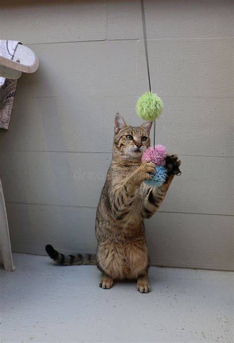 Gato jugando con un juguete, mostrando agilidad mental