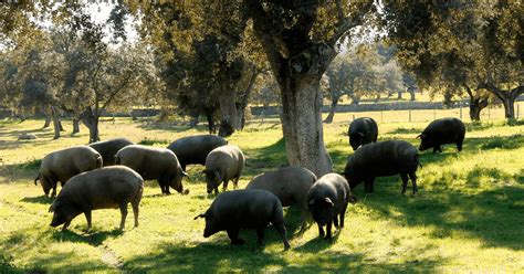 Cerdo ibérico alimentándose de bellotas
