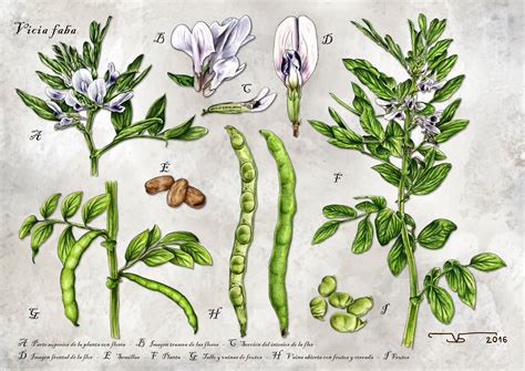 Esquema de la flor de Vicia faba