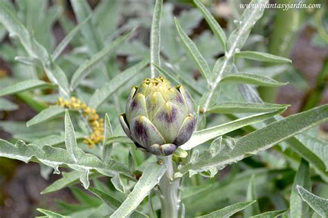 Ilustración botánica de la planta de alcachofa (Cynara scolymus)