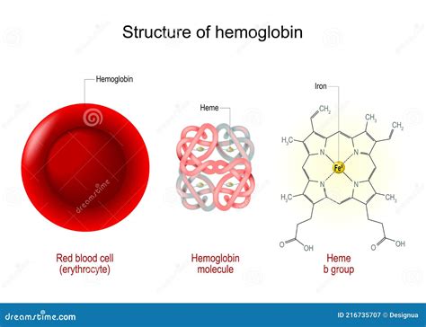 Estructura molecular del hemo