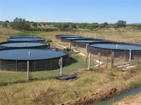Esquema de funcionamiento del sistema Smartfarm en granjas acuícolas
