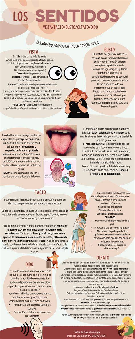 Infografía sobre los pasos y sentidos involucrados en la cata de jamón