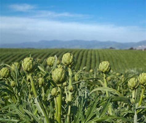 Campo de cultivo de alcachofas con plantas grandes y hojas lobuladas