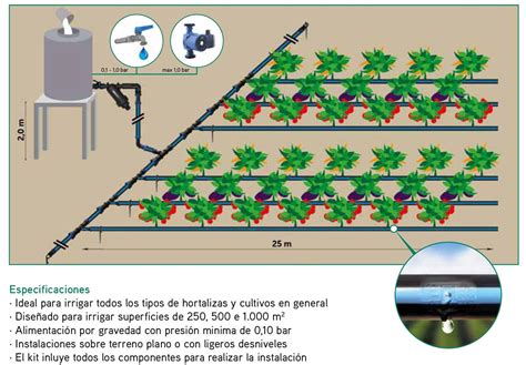 Esquema de riego para plantas de lentejas