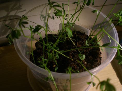Plantas de lentejas creciendo en macetas