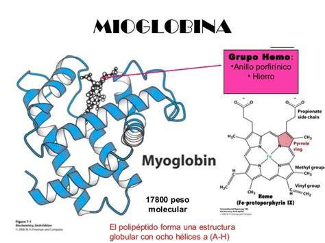 Estructura molecular de la mioglobina