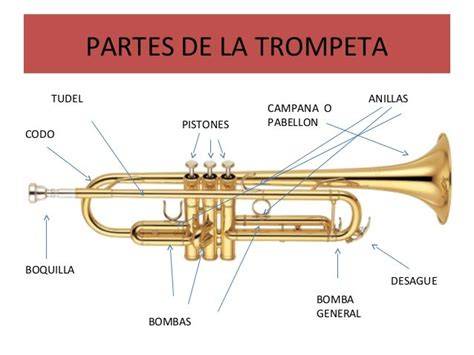 Diagrama de la trompeta de la muerte mostrando sus partes