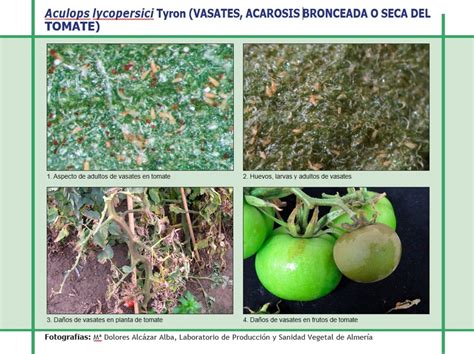 Tomate afectado por vasates con piel áspera y bronceada