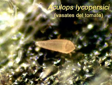 Ciclo de vida del ácaro Aculops lycopersici