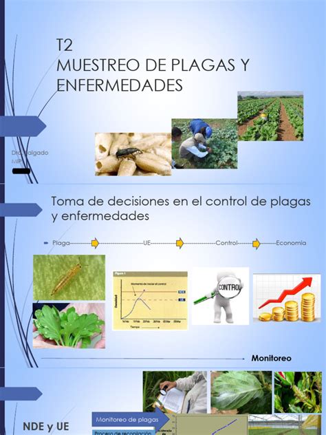 Microscopio y técnicas de muestreo para la detección de plagas