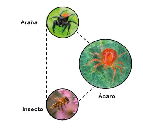 Depredadores naturales de ácaros en plantas