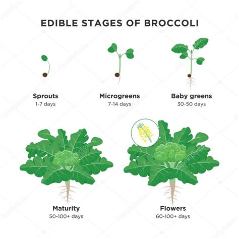Diagrama de espaciado de plantas de brócoli