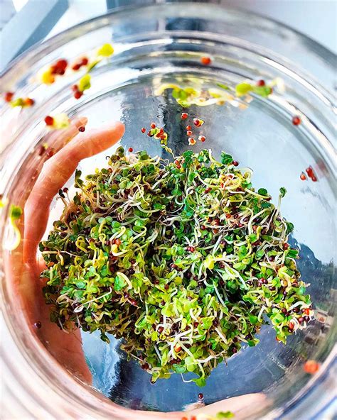 Proceso de germinación de brotes de brócoli en frasco