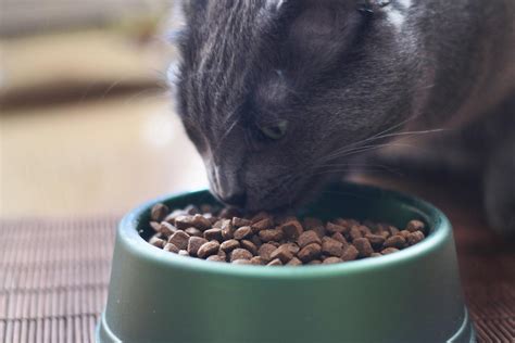 Gato comiendo pienso de salmón