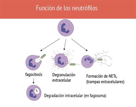 Diagrama que ilustra la acción de los neutrófilos en la inflamación y cómo la sopa de pollo podría inhibirla.