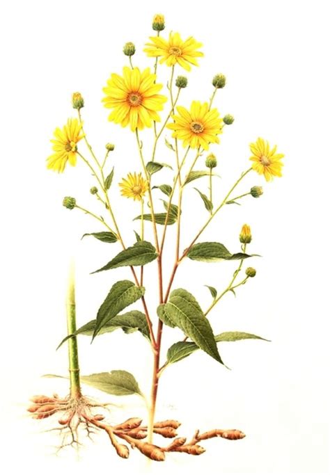 Ilustración de la planta de alcachofa de Jerusalén (Helianthus tuberosus L.)