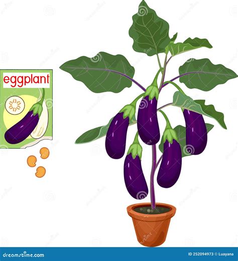 Ilustración de una planta de berenjena con sus frutos