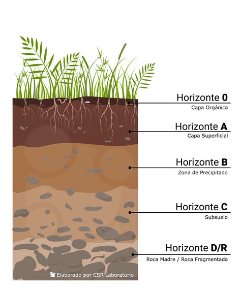 Diagrama de las capas del suelo para el cultivo de berenjena