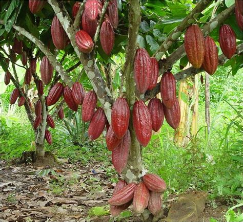 Planta de cacao con frutos