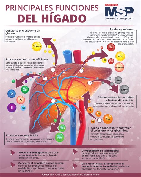Infografía con los nutrientes del hígado de pollo